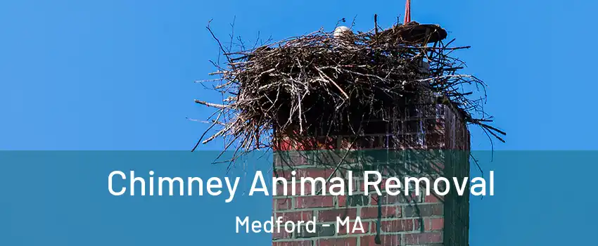  Chimney Animal Removal Medford - MA