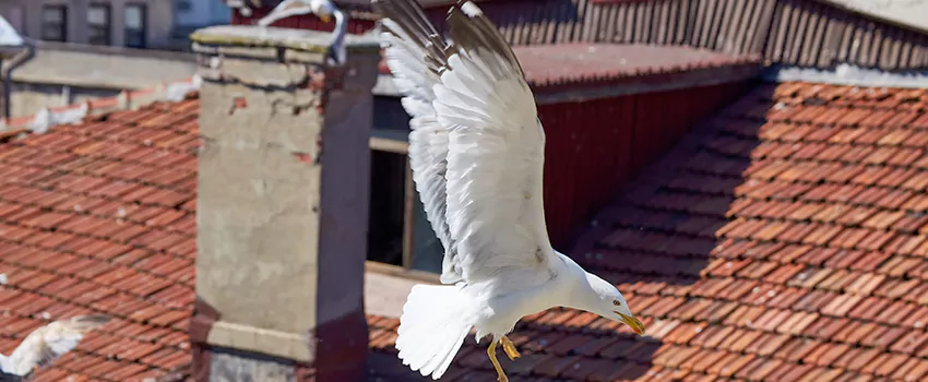 Residential Chimney Animal Removal Solution in Medford, MA
