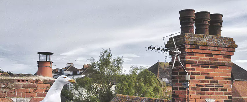 Chimney Cleaning And Restoration in Medford, Massachusetts